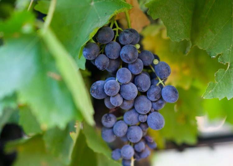 What is the Nero d'Avola grape?